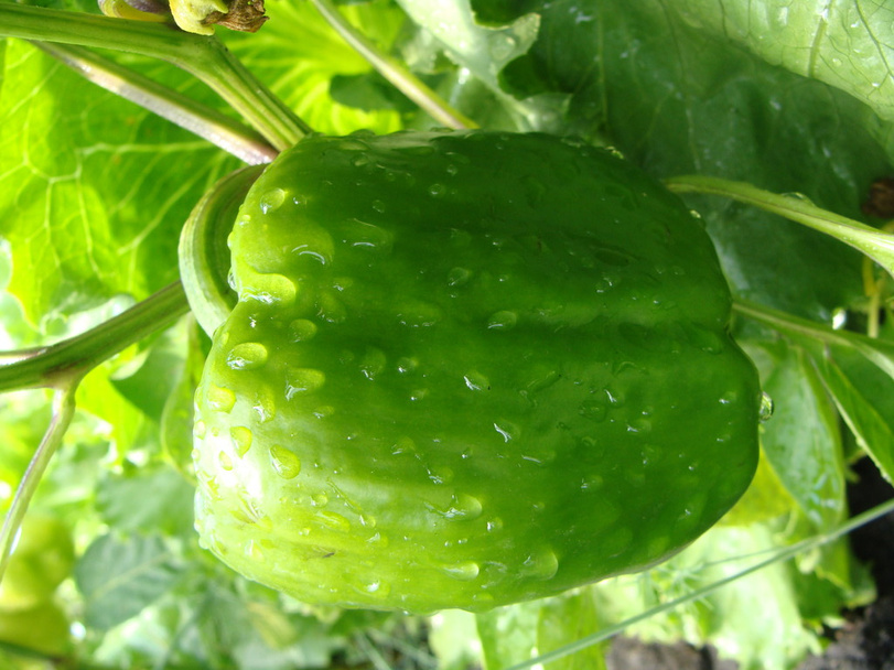 Bulgarian pepper to bush - Foto, imagen