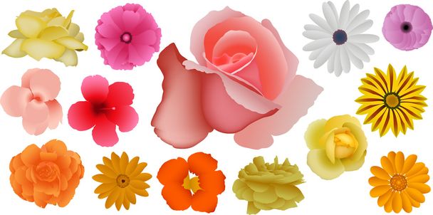 kolekce barevné květy - Vektor, obrázek