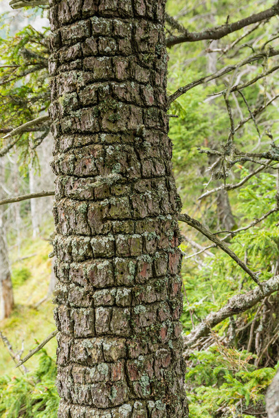 Sogenannte "Beringungen" am Stamm eines Nadelbaums durch einen eurasischen Dreizehenspecht. Dreizehenspecht auf der Suche nach holzbohrenden Käferlarven oder anderen Insekten auf Nadelbäumen. - Foto, Bild