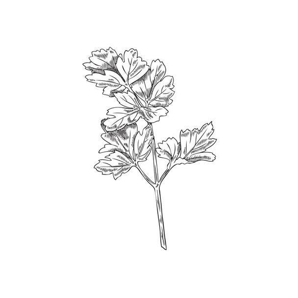 Parsley fresh branch or stem of aromatic culinary plant and cooking herb with leaves, sketch hand drawn vector illustration isolated on white background. - Vektori, kuva
