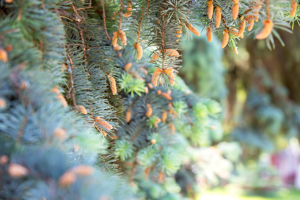 Blurred spruce branches with small cones. - Photo, Image
