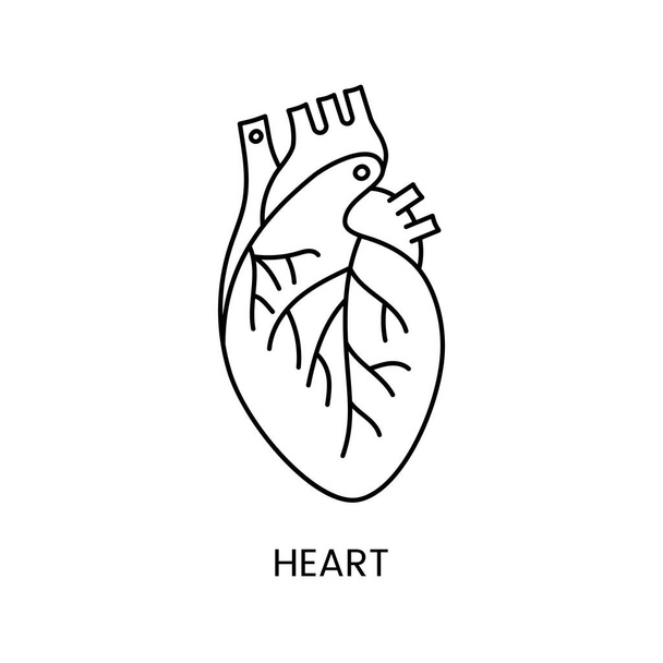 解剖学的ヒトの心臓はベクトルにおける線型アイコンであり、内臓のイラストである。 - ベクター画像
