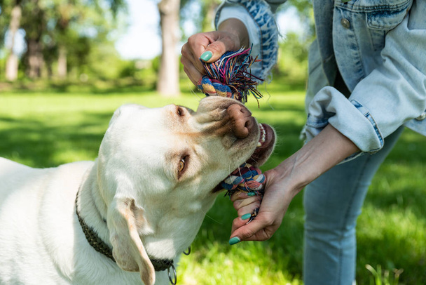 Young woman adopt young dog Labrador Retriever from animal rescue center and gave him love and friendship. Female animal lover spending time with her puppy in the park. - Zdjęcie, obraz
