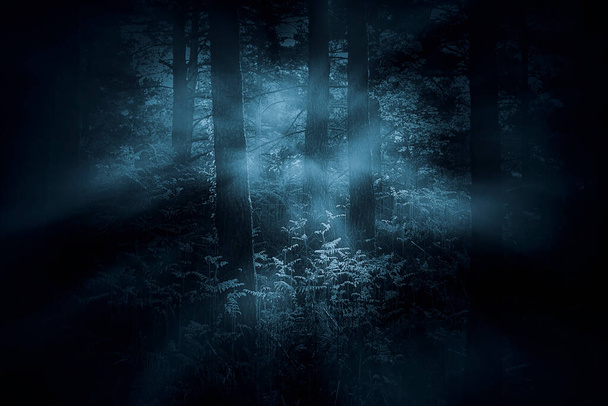 Mysterious foggy dense woods at dawn or dusk - Photo, Image