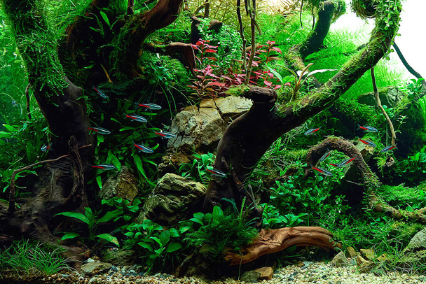 Aquascaped freshwater aquarium with neon fish school, live plants, Frodo stones and Redmoor roots. Jungle style aquascape. Microsorum Trident, various rotalas, anubias, moss. - Photo, Image
