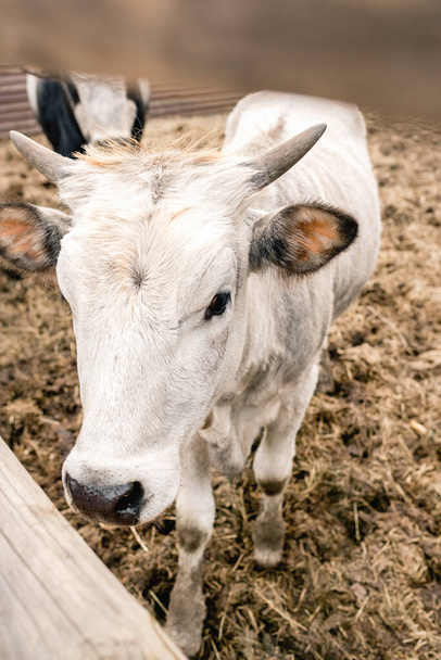Lähikuva valkoinen lehmä aidan maatilalla ulkona. Maatalous. Pystykuva. - Valokuva, kuva