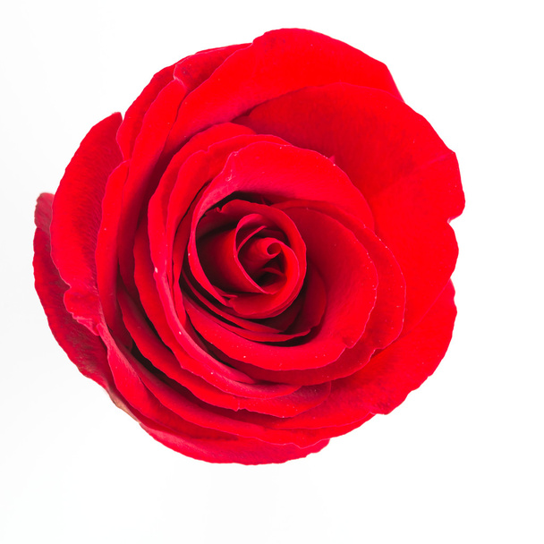 Fleur rose rouge
 - Photo, image