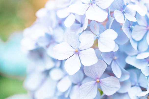 Details van blauwe bloemblaadjes. Macro foto van hortensia bloem. Mooie kleurrijke blauwe textuur van bloemen voor ontwerpers. Hortensia macrophylla. Banner - Foto, afbeelding