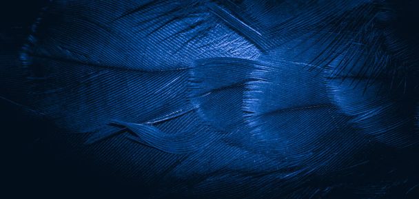blue hawk feathers with visible detail. background or texture - Photo, image