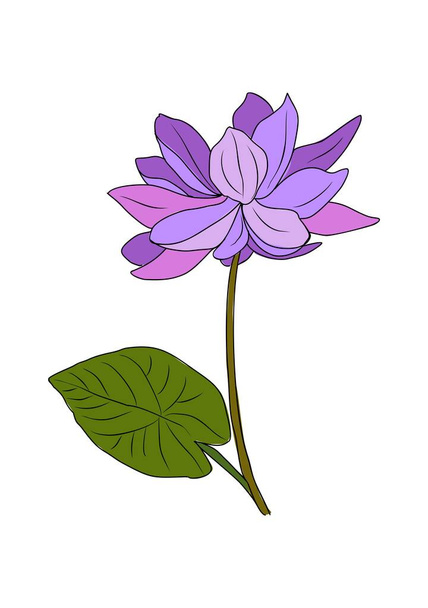 Július születési hónap virág Vízililiom színes vektor illusztráció. Botanikus kézzel rajzolt vázlat színes vázlat. Tökéletes modern ékszerek, logó, tetoválás, nyomatok, meghívók, faliképek tervezéséhez. - Vektor, kép