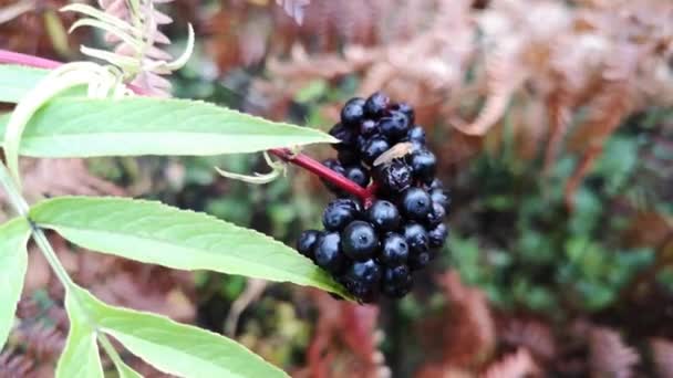 Стиглі ягоди дикої чорної бузини після дощу
 - Кадри, відео