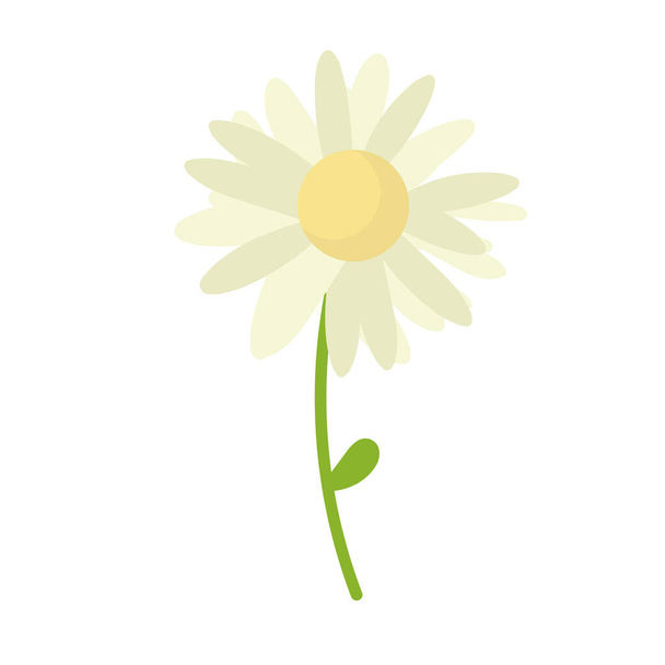 Daisy flower vector background. Chamomile blossom illustration. - Vecteur, image