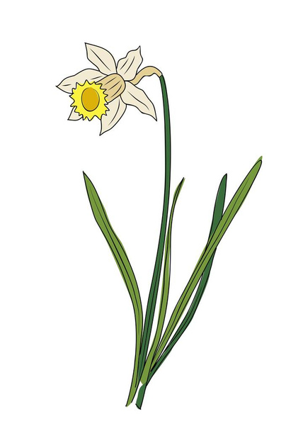 Aralık ayı çiçeği Narcissus renkli vektör çizimi. Botanik el çizimi renkli çizim. Modern mücevher, logo, dövme, parmak izi, davetiye, duvar sanatı için mükemmel.. - Vektör, Görsel