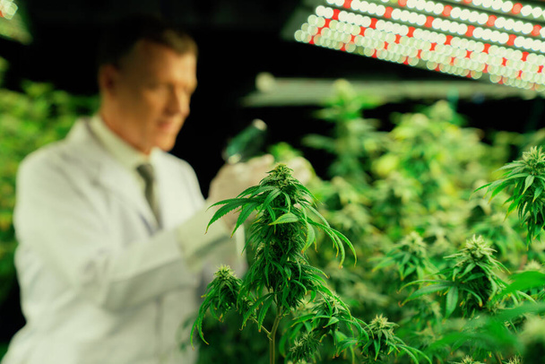 治癒的な屋内農場での大麻プランテーションは、ぼやけた科学者が虫眼鏡を背景に大麻植物の芽を満足させる検査を行う高品質の薬用大麻製品を提供します. - 写真・画像