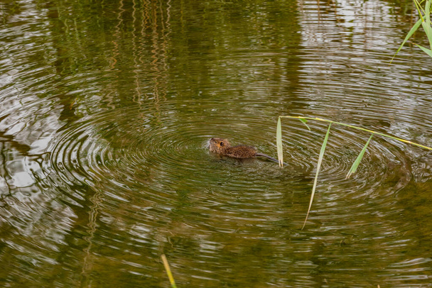 Un coypu nada en un humedal con la espalda y la cola visibles - Foto, Imagen