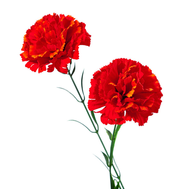 Cravo vermelho. Duas flores de plástico Vermelho flor cravo artificial isolado no fundo branco - Foto, Imagem