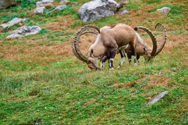 Ibex, a mountain dwelling ungulate eating grass on a hill - Photo, Image