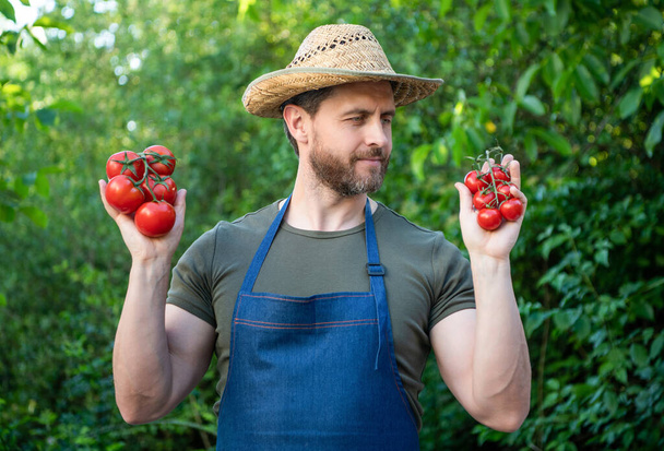 man horticulturist in straw hat with tomato bunch. - Photo, Image