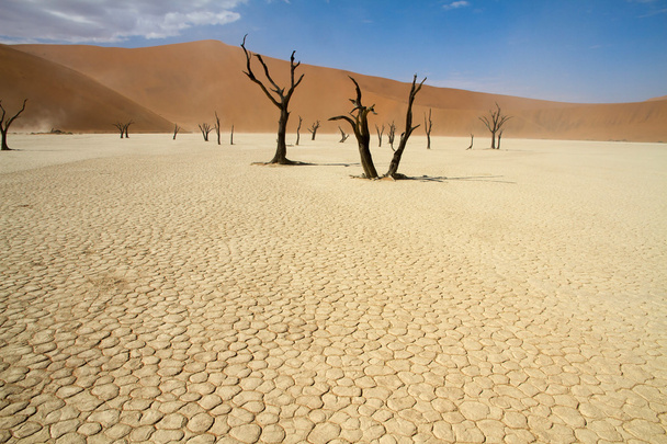 Соссусвлеи-пустыня
 - Фото, изображение