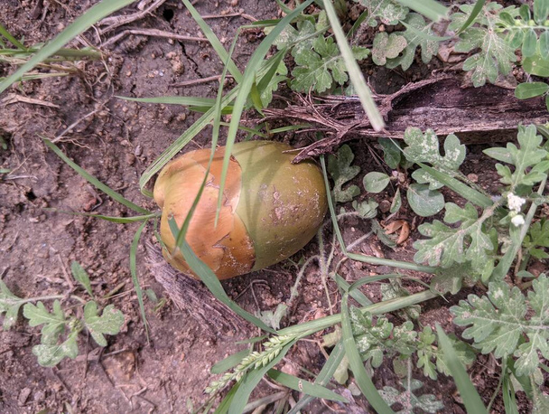 Финч с кокосом, лежащим в земле. Фрукты, свежие из баклажанов - Фото, изображение