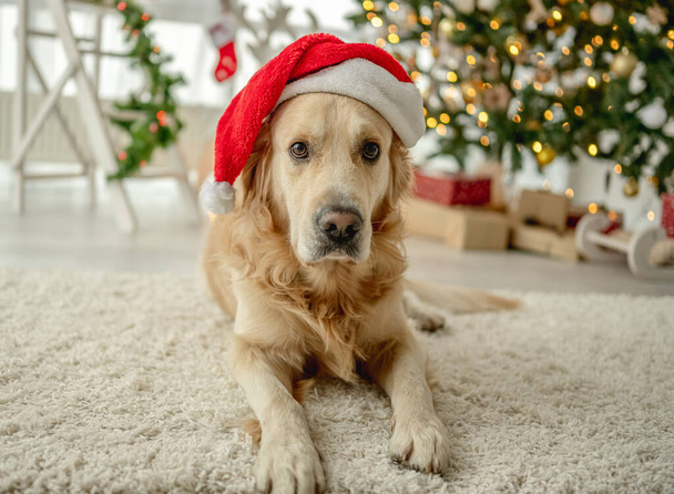 Golden retriever dog wearing Santa hat looking at camera in Christmas time in decorated room with Xmas festive tree. Doggy pet in New Year holidays home with lights - Photo, Image