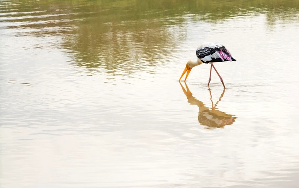 Painted stork - Photo, Image