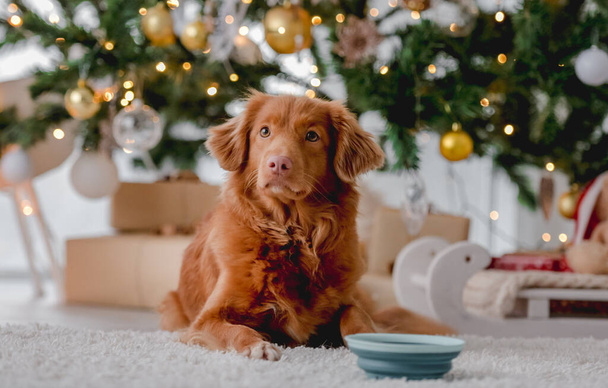 Toller retriever dog lying close to feed in bowl in Christmas time in decorated New Year home with festive tree and lights. Purebred doggie pet with food in Xmas - Foto, imagen