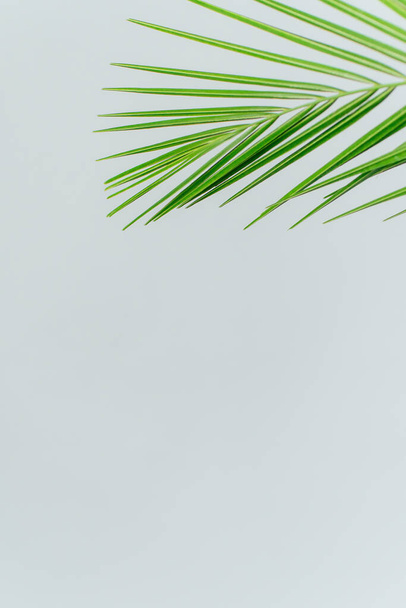 exotic plant wallpaper. isolated phoenix palm leaf on white. High quality photo - Fotografie, Obrázek