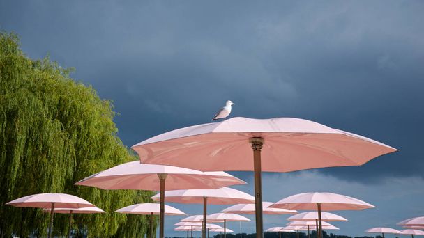 Ένας γλάρος ξεκουράζεται σε μια ροζ ομπρέλα παραλίας με σκούρο φόντο σύννεφο - Φωτογραφία, εικόνα