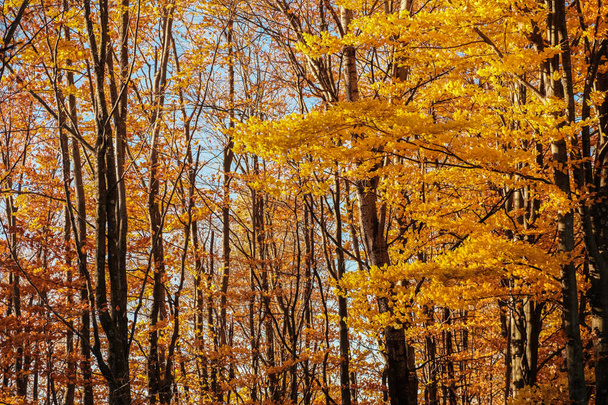Drzewa z żółtymi liśćmi w jesiennym lesie w Karpatach Ukraińskich. Rozmycie i selektywne skupienie. - Zdjęcie, obraz