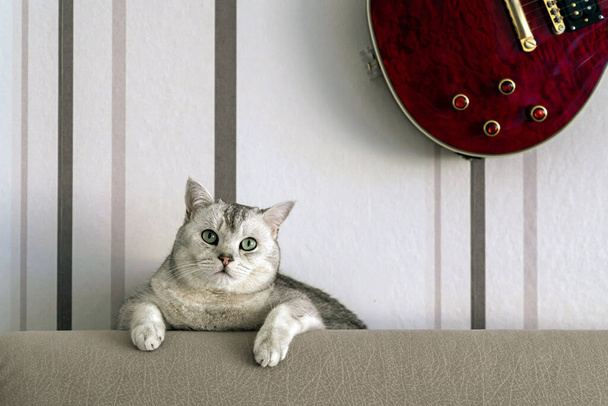 mignon britannique shorthair chat regarder hors de derrière canapé. Fragment de guitare sur le mur. - Photo, image