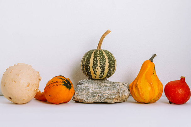 Small colorful decorative pumpkins and natural stone on white background. Thanksgiving concept. - Photo, Image