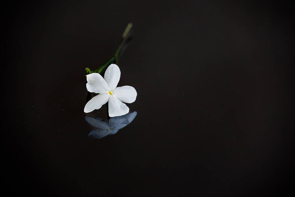 Arka plan için güzel, küçük, narin, yasemin çiçeği. - Fotoğraf, Görsel