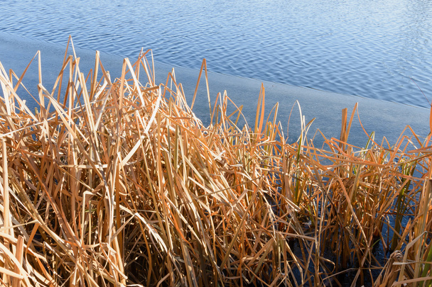 湖の乾燥葦 - 写真・画像