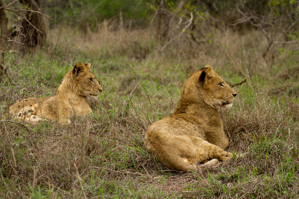Lion - Южная Африка
 - Фото, изображение