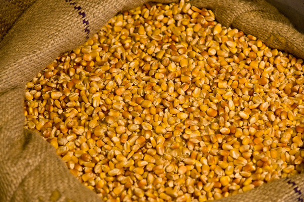 Granos de maíz
 - Foto, imagen