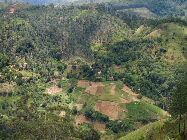 paysages agricoles en Sri Lanka
 - Photo, image