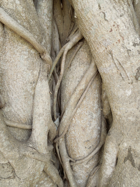 дерев'яні коріння
 - Фото, зображення