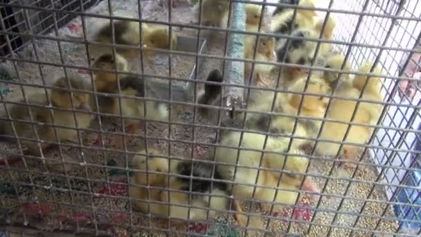 Group  little yellow ducklings in metal cage, Mumbai market - Footage, Video