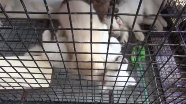 Μικρό όμορφο σκυλάκι που παίζει στο κλουβί, Βομβάη αγορά - Πλάνα, βίντεο