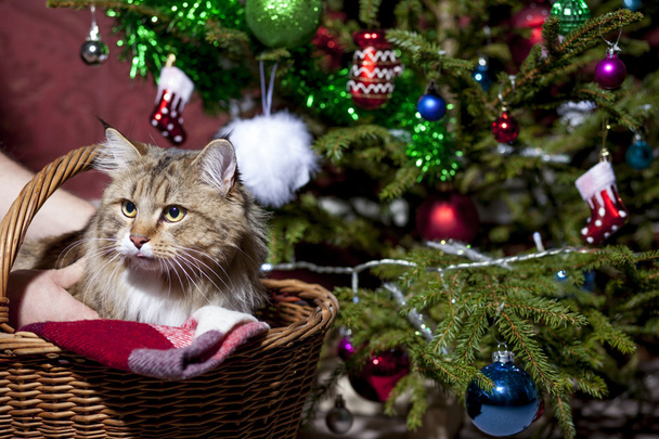 Gato en una canasta bajo el árbol de Navidad
 - Foto, imagen