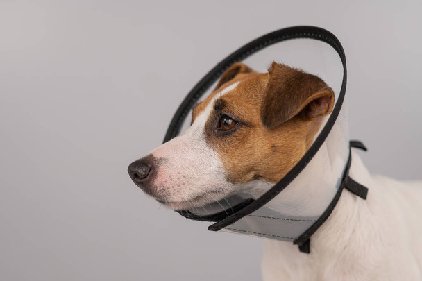 Jack Russell Terrier dog in plastic cone after surgery. Copy space - Foto, imagen
