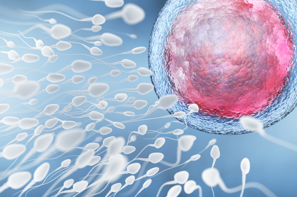 Abbildung von Sperma und Eizelle - Foto, Bild