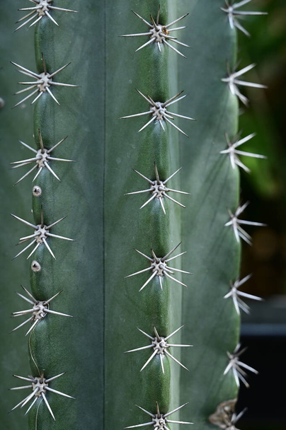 Gyönyörű kaktuszok a kertben - Fotó, kép