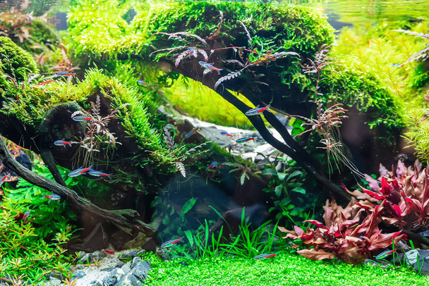 Underwater landscape nature forest style aquarium tank with a variety of aquatic plants, stones and herb decorations. - Photo, Image