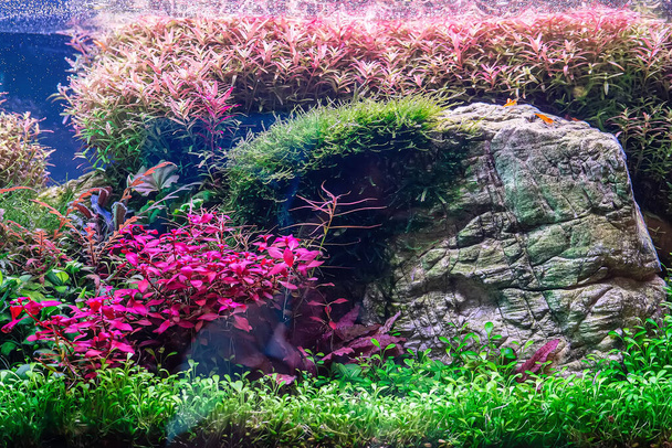 Underwater landscape nature forest style aquarium tank with a variety of aquatic plants, stones and herb decorations. - Photo, Image