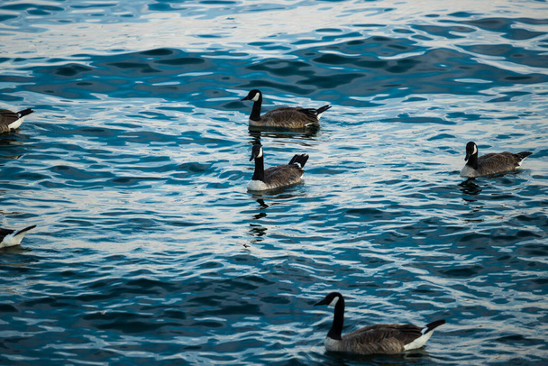 Gänse schwimmen auf blauem Wasser. Wildtiere - Kanadagans. Eine andere Zahl ist gut für das Zählen, Mathematik - Foto, Bild