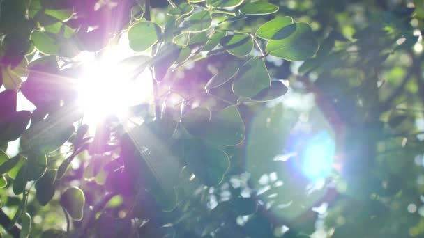 Ήλιο κραυγαλέα μέσα από τα φύλλα - Πλάνα, βίντεο