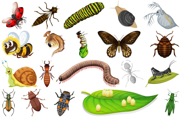 Különböző típusú rovarok gyűjtemény illusztráció - Vektor, kép
