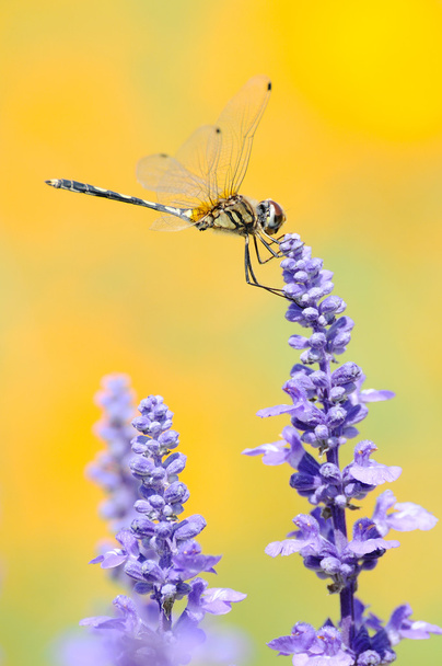 Één dragonfly bedrijf lavendels - Foto, afbeelding